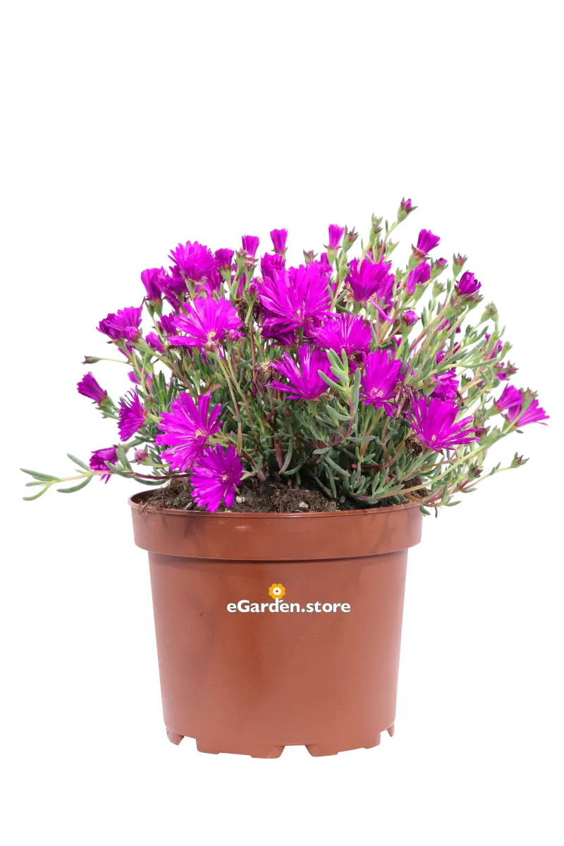 Lampranthus Productus Purple v.22 egarden.store online