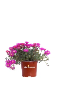 Lampranthus Roseus v.15 egarden.store online
