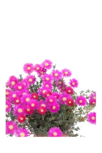 Lampranthus Roseus v.15 egarden.store online