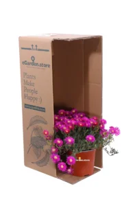 Lampranthus Roseus v.15 egarden.store online