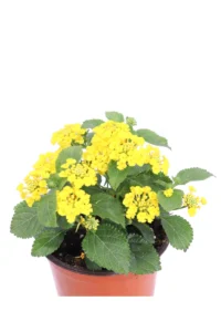 Lantana Camara Gialla v.14 egarden.store online