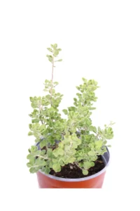 Leucophyllum Langmaniae v.17 egarden.store online