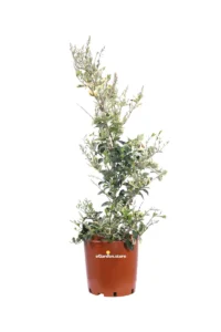 Ligustro - Ligustrum Texanum Silver Star v.24 egarden.store 1 Ligustro - Ligustrum Texanum Silver Star