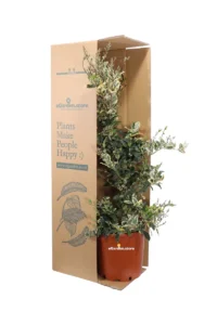 Ligustro - Ligustrum Texanum Silver Star v.24 egarden.store 3 Ligustro - Ligustrum Texanum Silver Star