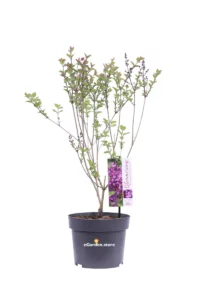 Lillà - Syringa Bloomerang Dark Purple v.19 egarden.store online