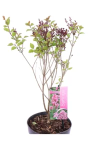 Lillà - Syringa Meyeri Flowerfesta Pink v.19 egarden.store 2 Lillà - Syringa Meyeri Flowerfesta Pink