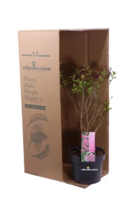 Lillà - Syringa Meyeri Flowerfesta Pink v.19 egarden.store 3 Lillà - Syringa Meyeri Flowerfesta Pink v.19 egarden.store online