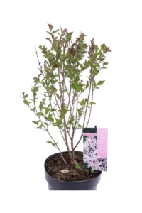 Lillà - Syringa Meyeri Flowerfesta White v.19 egarden.store online