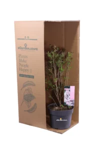 Lillà - Syringa Meyeri Flowerfesta White v.19 egarden.store online