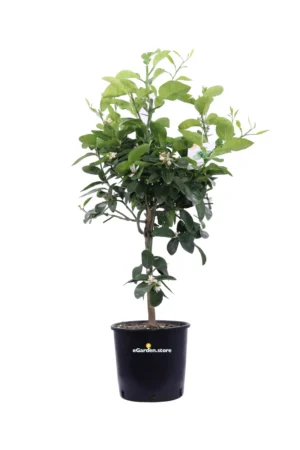 Lime - Citrus Aurantiifolia nano v.20 egarden.store online