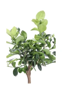 Lime Nano - Citrus Aurantiifolia v20 egarden.store online
