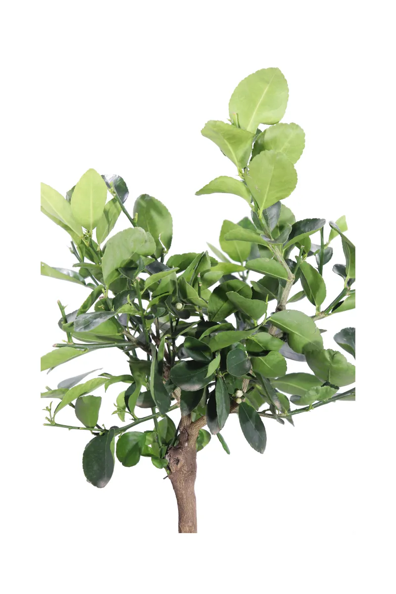 Lime Nano - Citrus Aurantiifolia v20 egarden.store online