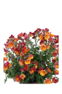 Nemesia Arancione v.14 egarden.store online