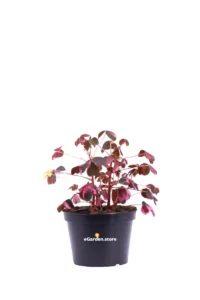 Ossalide - Oxalis Spiralis Vulcanicola v10 egarden.store online