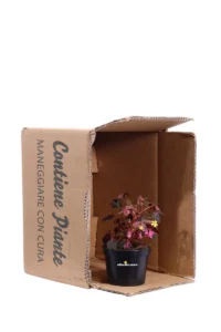 Ossalide - Oxalis Spiralis Vulcanicola v10 egarden.store online