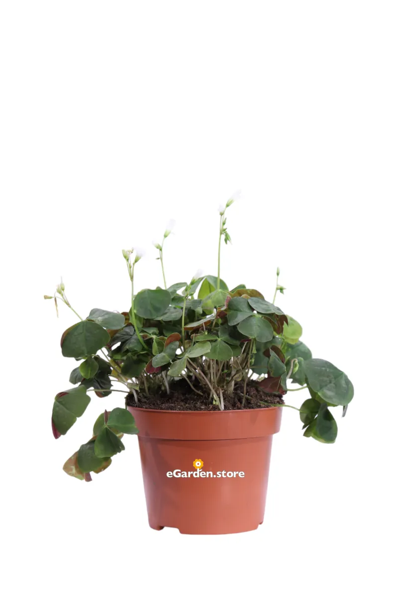 Ossalide Verde - Oxalis Triangularis Papilionacea