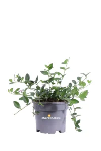 Pervinca Minore - Vinca Minor Atropurpurea v13 egarden.store online