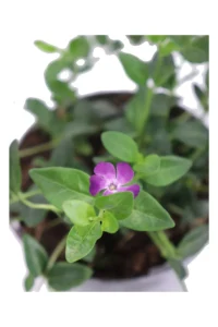 Pervinca Minore - Vinca Minor Atropurpurea v13 egarden.store online