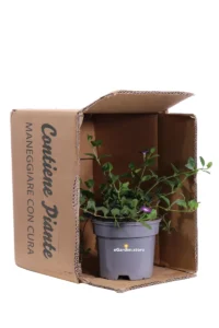 Pervinca Minore - Vinca Minor Atropurpurea v13 egarden.store online