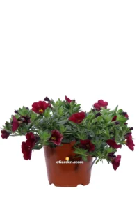 Petunia Nana - Calibrachoa v.14 egarden.store online