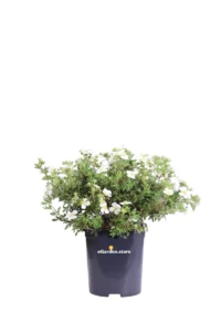 Potentilla Fruticosa Abbotswood v17 egarden.store online