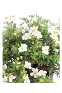 Potentilla Fruticosa Abbotswood v17 egarden.store online