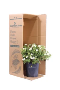 Potentilla Fruticosa Abbotswood v17 egarden.store online