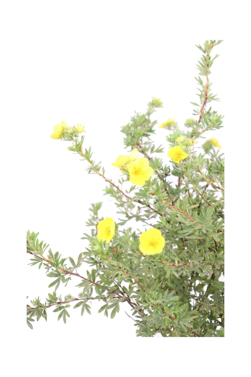 Potentilla Fruticosa Goldfinger v17 egarden.store 2 Potentilla Fruticosa Goldfinger v17 egarden.store online