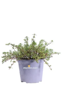 Santoreggia Monatana - Satureja Monatana v.14 egarden.store online