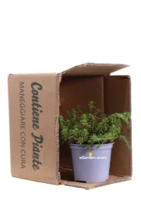 Santoreggia Monatana - Satureja Monatana v.14 egarden.store online