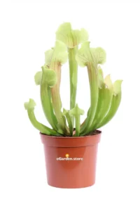 Sarracenia Smoorii v9 egarden.store online
