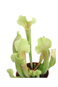 Sarracenia Smoorii v9 egarden.store online