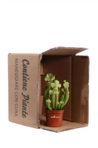 Sarracenia Smoorii v9 egarden.store online