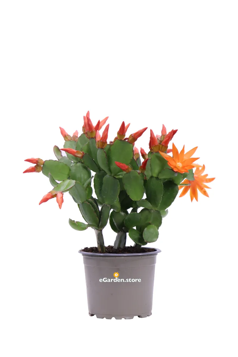 Schlumbergera - Epiphyllum Arancione v10 egarden.store online