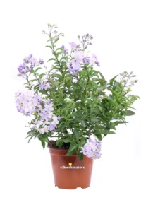 Solanum Jasminoides Azzurro v.14 egarden.store online