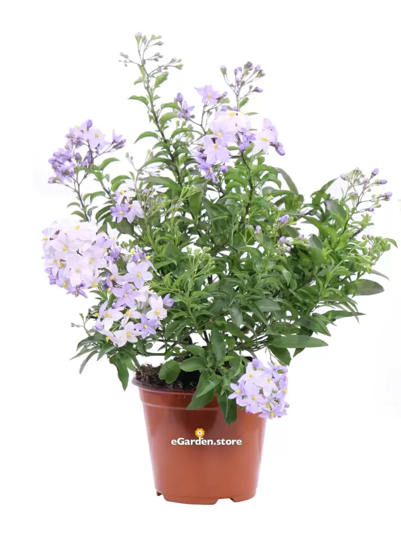 Solanum Jasminoides Azzurro v.14 egarden.store online