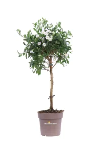 Solanum Rantonnetii Bianco Alberello v17 egarden.store online