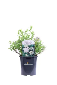 Spirea - Spiraea Japonica Albiflora v17 egarden.store online