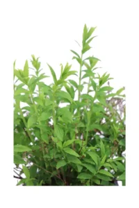Spirea - Spiraea Japonica Albiflora v17 egarden.store online