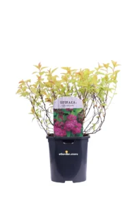 Spirea - Spiraea Japonica Goldflame v17 egarden.store online