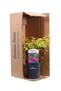 Spirea - Spiraea Japonica Goldflame v17 egarden.store online