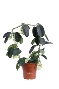 Stephanotis Floribunda Deco v12 egarden.store online