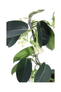 Stephanotis Floribunda Deco v12 egarden.store online