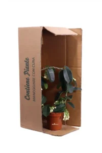 Stephanotis Floribunda Deco v12 egarden.store online