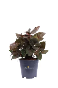 Syngonium Maria v.14 egarden.store online