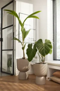 Vaso Pure Coupe Beige v35 egarden.store online