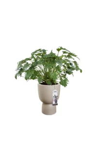 Vaso Pure Coupe Beige v35 egarden.store online