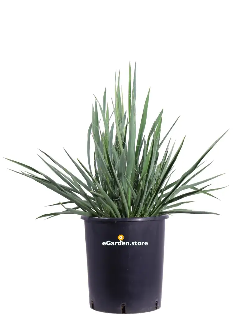 Yucca Filamentosa v.25 egarden.store online