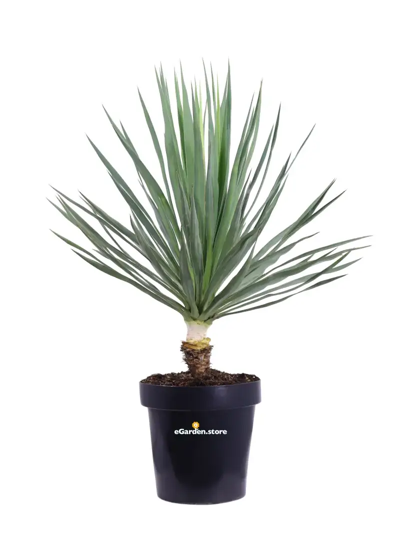 Yucca Gloriosa v.30 egarden.store online