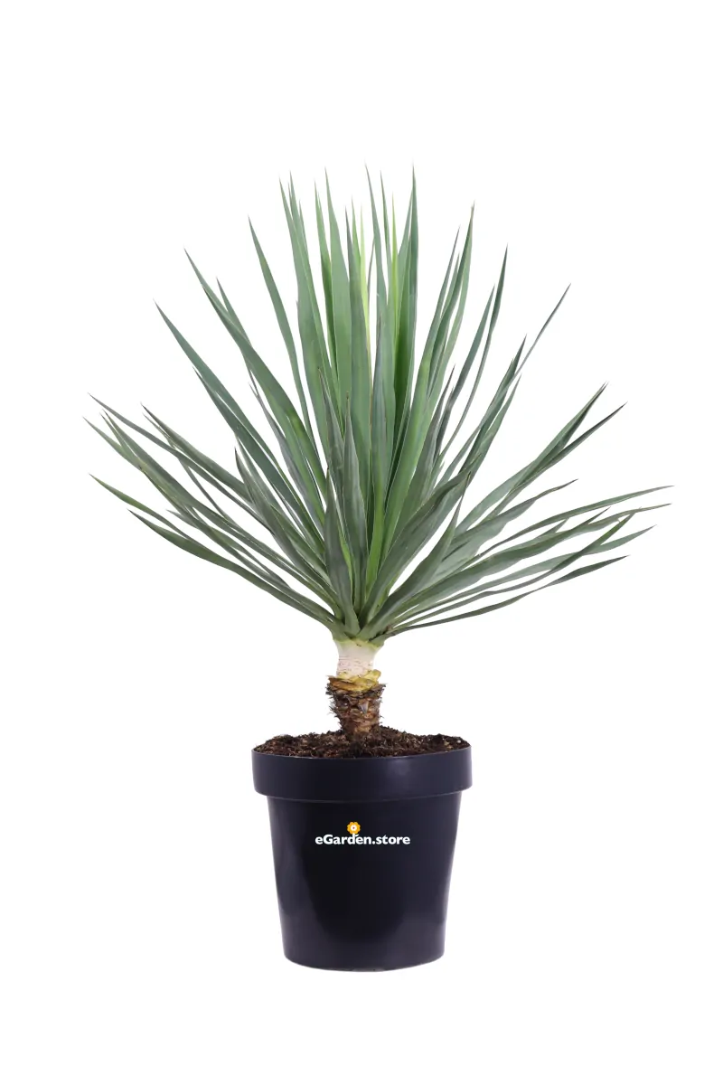 Yucca Gloriosa v.30 egarden.store online